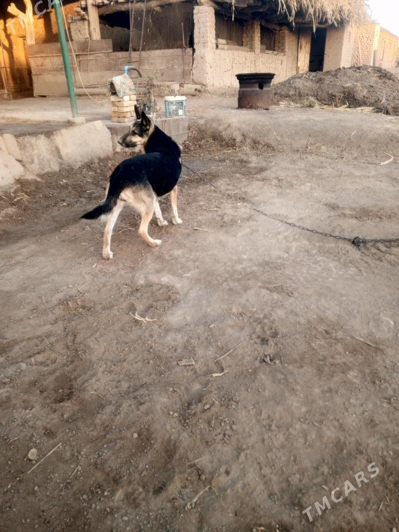 Türkmen apçarkasy - Şabat etr. - img 3