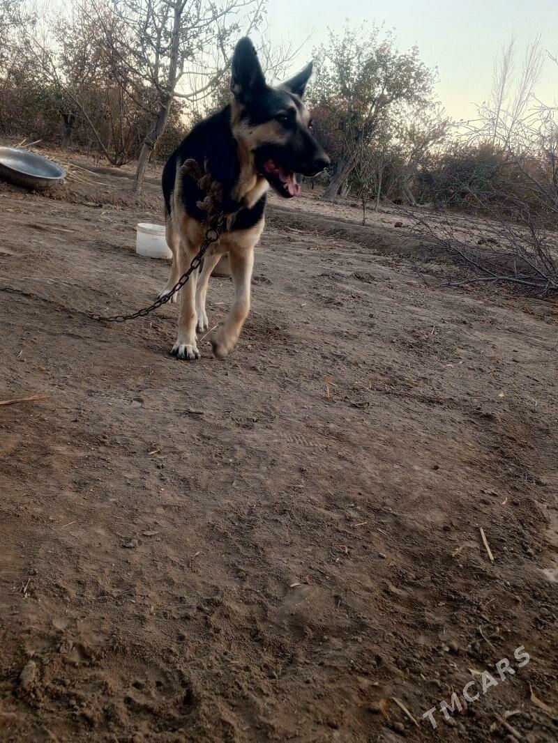 Türkmen apçarkasy - Şabat etr. - img 1