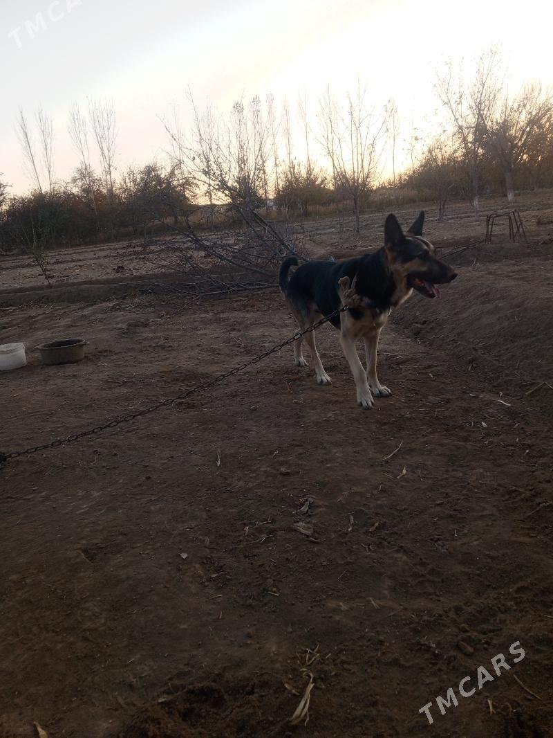 Türkmen apçarkasy - Şabat etr. - img 4