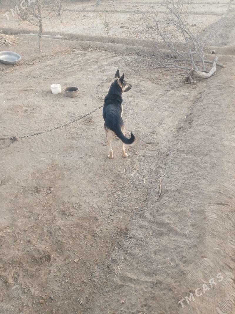 Türkmen apçarkasy - Şabat etr. - img 5