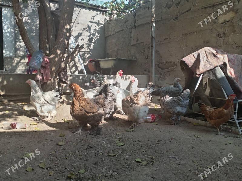 Brama towuk - Балканабат - img 2