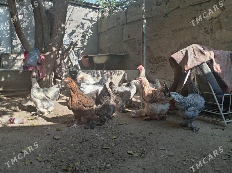 Brama towuk - Балканабат - img 1