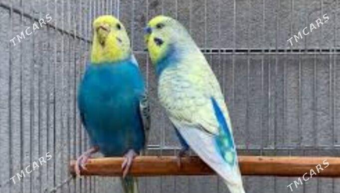 popugay setka gus - Aşgabat - img 3