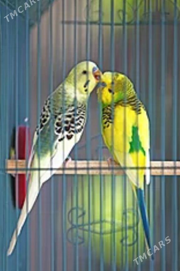 popugay setka gus - Aşgabat - img 1