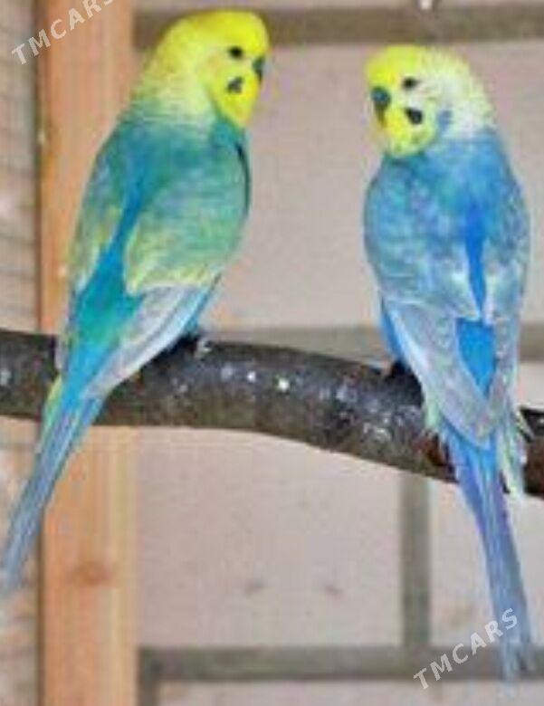 popugay setka gus - Aşgabat - img 5