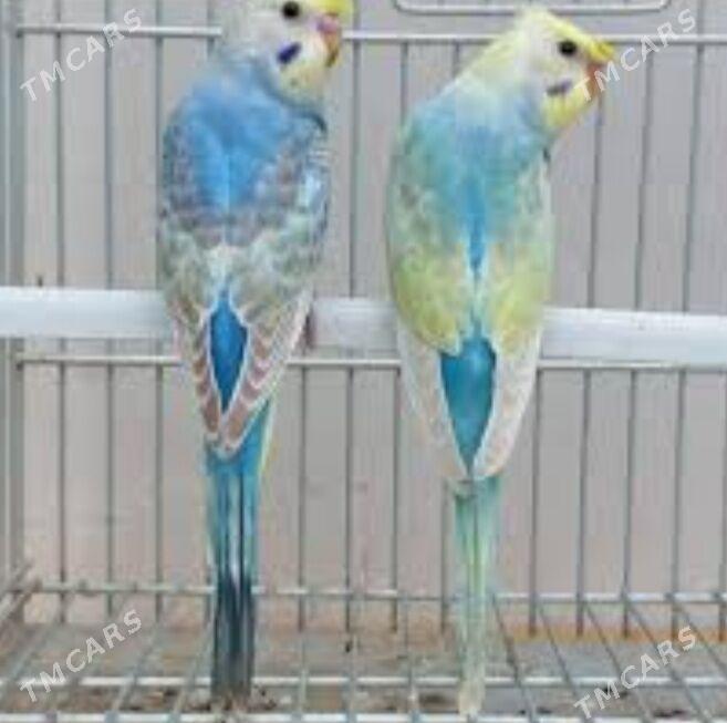 popugay setka gus - Aşgabat - img 2