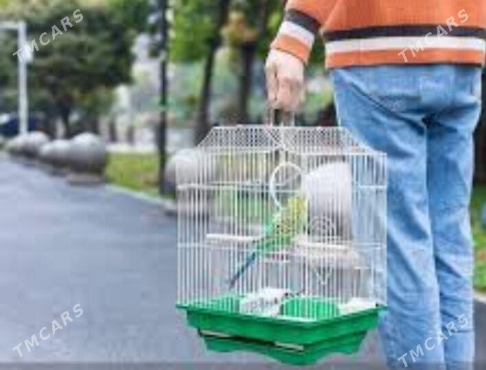 popugay gus volnisdy - Ашхабад - img 3