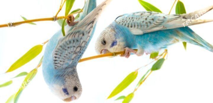 popugay gus volnisdy - Ашхабад - img 2