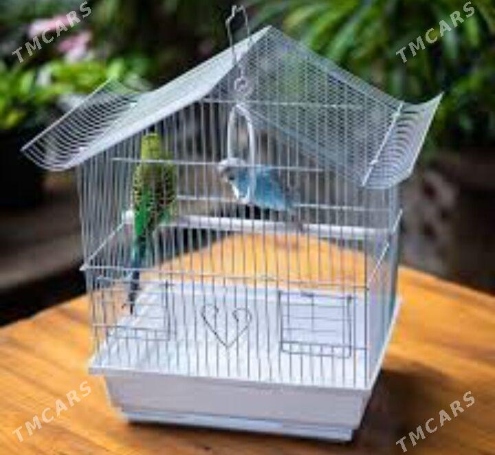 popugay gus volnisdy - Ашхабад - img 5