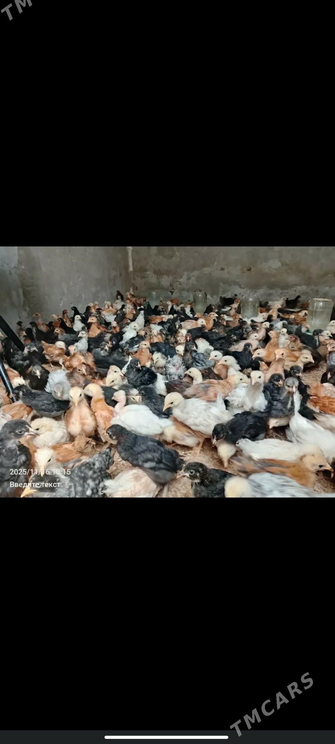 juyje - Керки - img 5