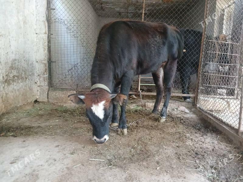 tüwe - Büzmeýin - img 2