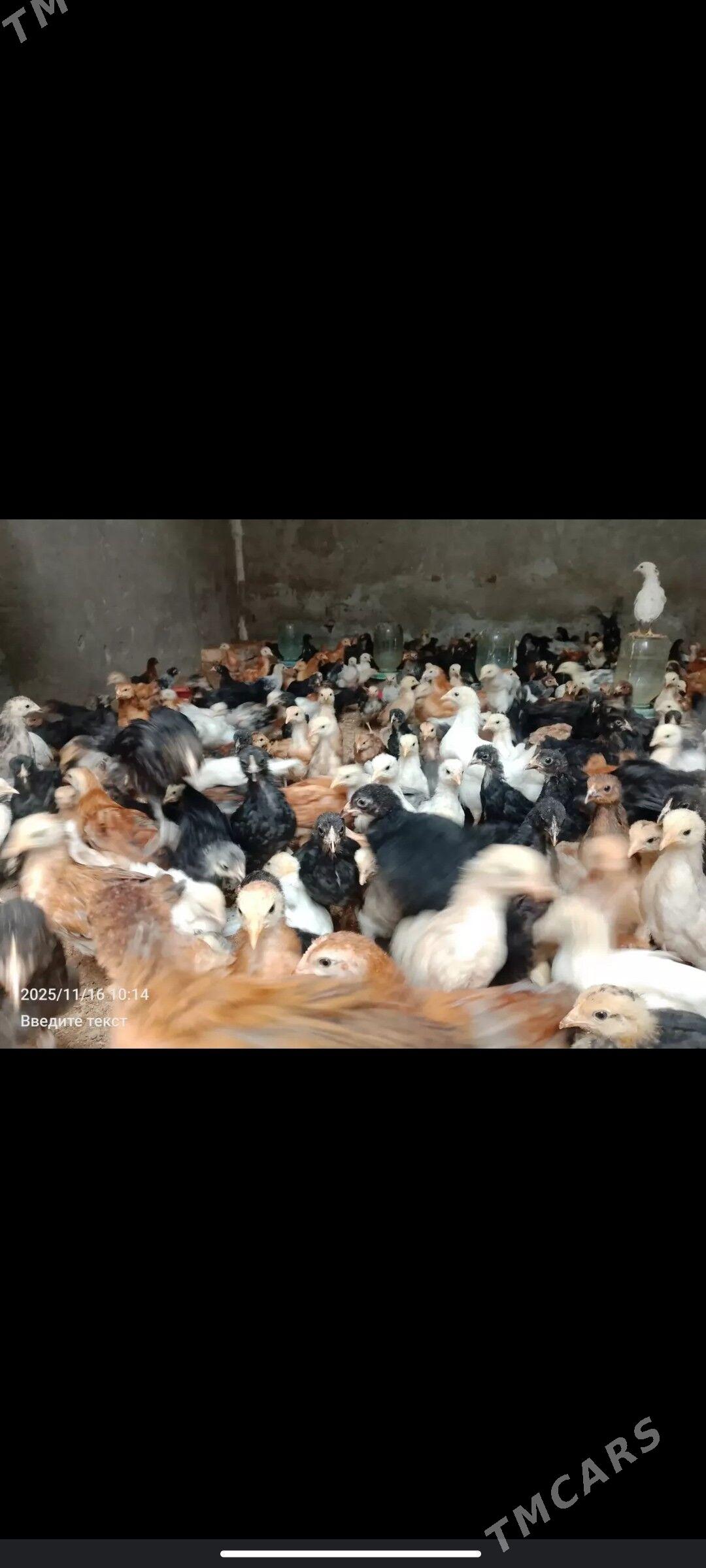 juyje - Керки - img 3