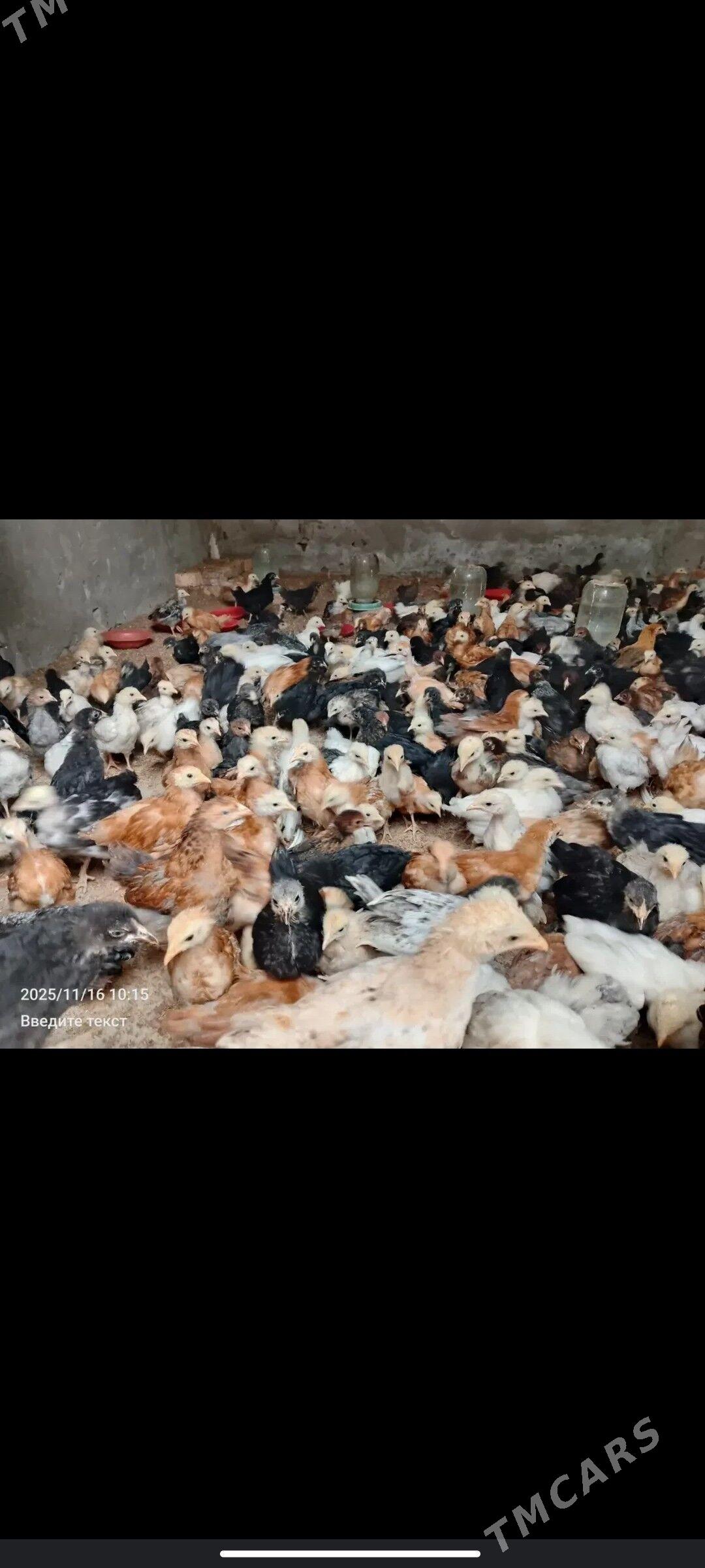 juyje - Керки - img 6