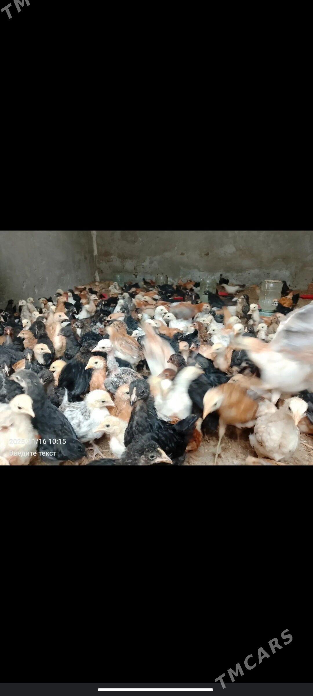 juyje - Керки - img 4