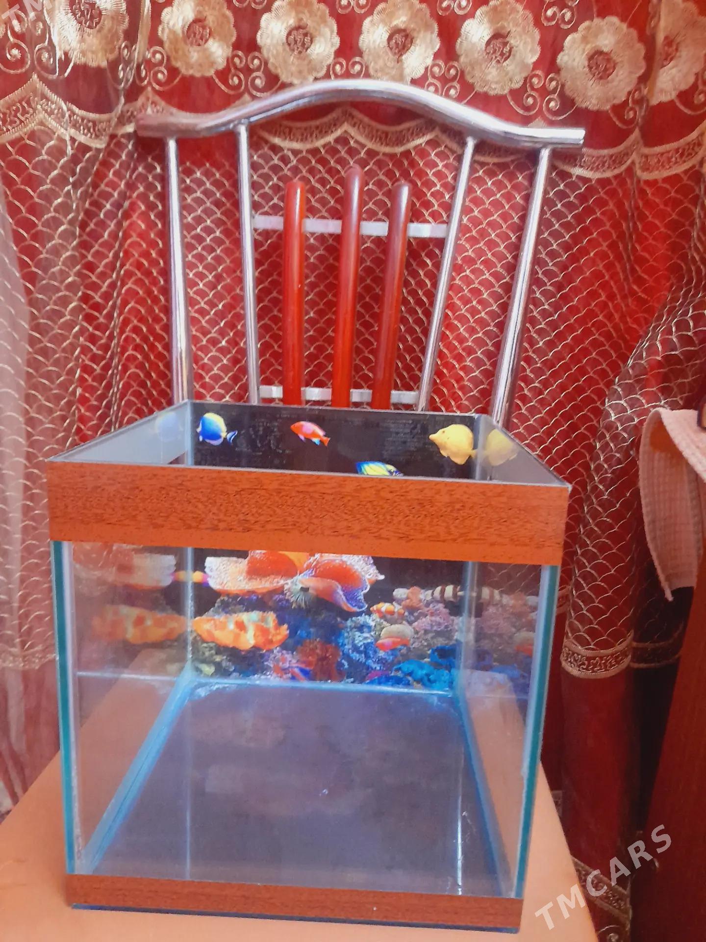 хомяк с аквариумом - Мары - img 3