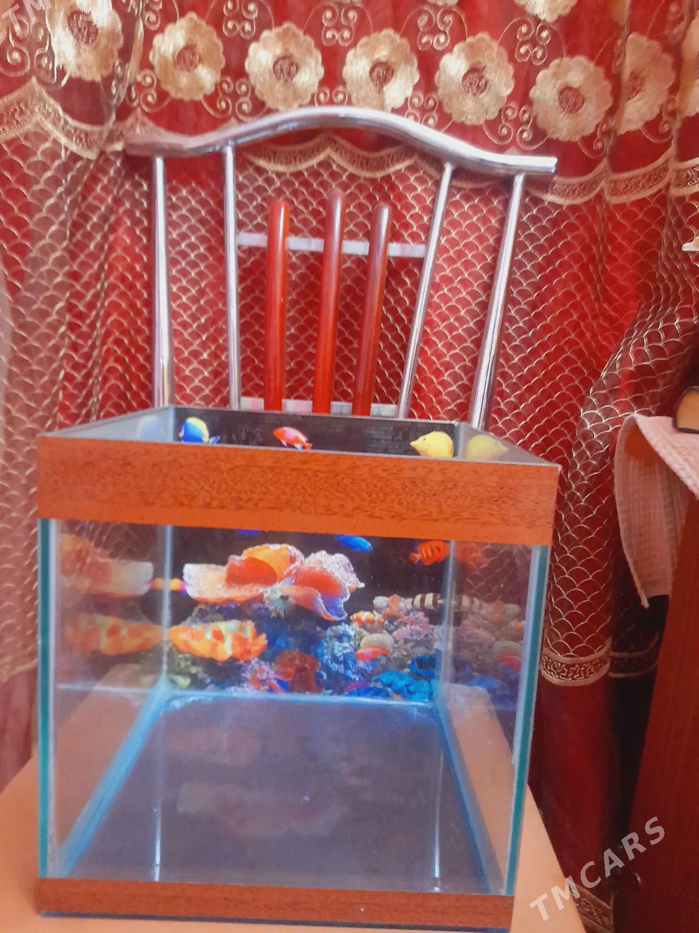 хомяк с аквариумом - Мары - img 4