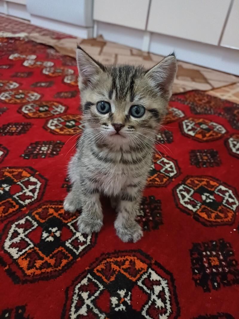 Шотланд котята, Şotland pişik - Дашогуз - img 2