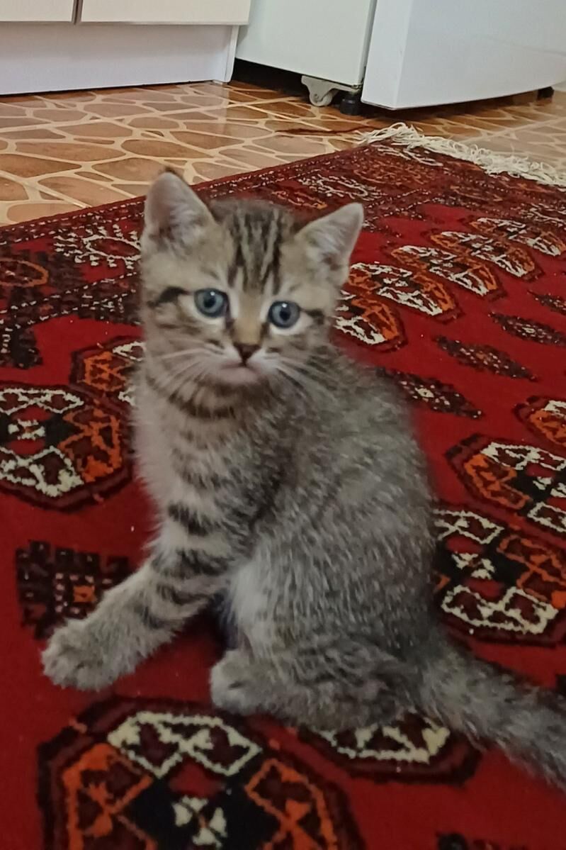 Шотланд котята, Şotland pişik - Дашогуз - img 1