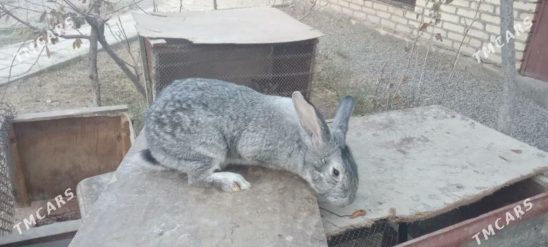 towsan - Мары - img 3