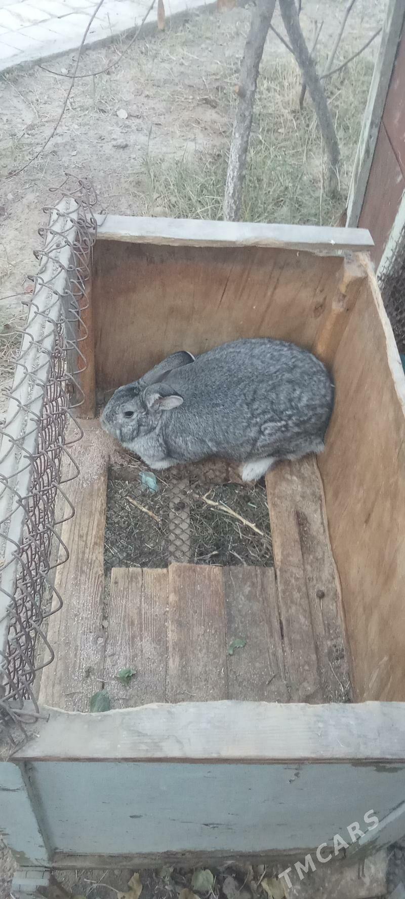 towsan - Мары - img 2