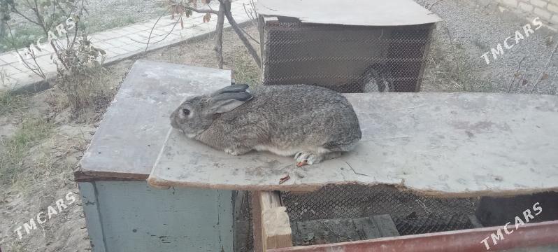 towsan - Мары - img 3