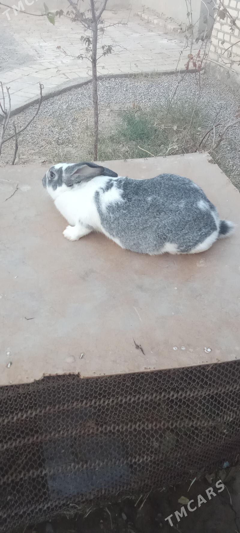 towsan - Мары - img 2