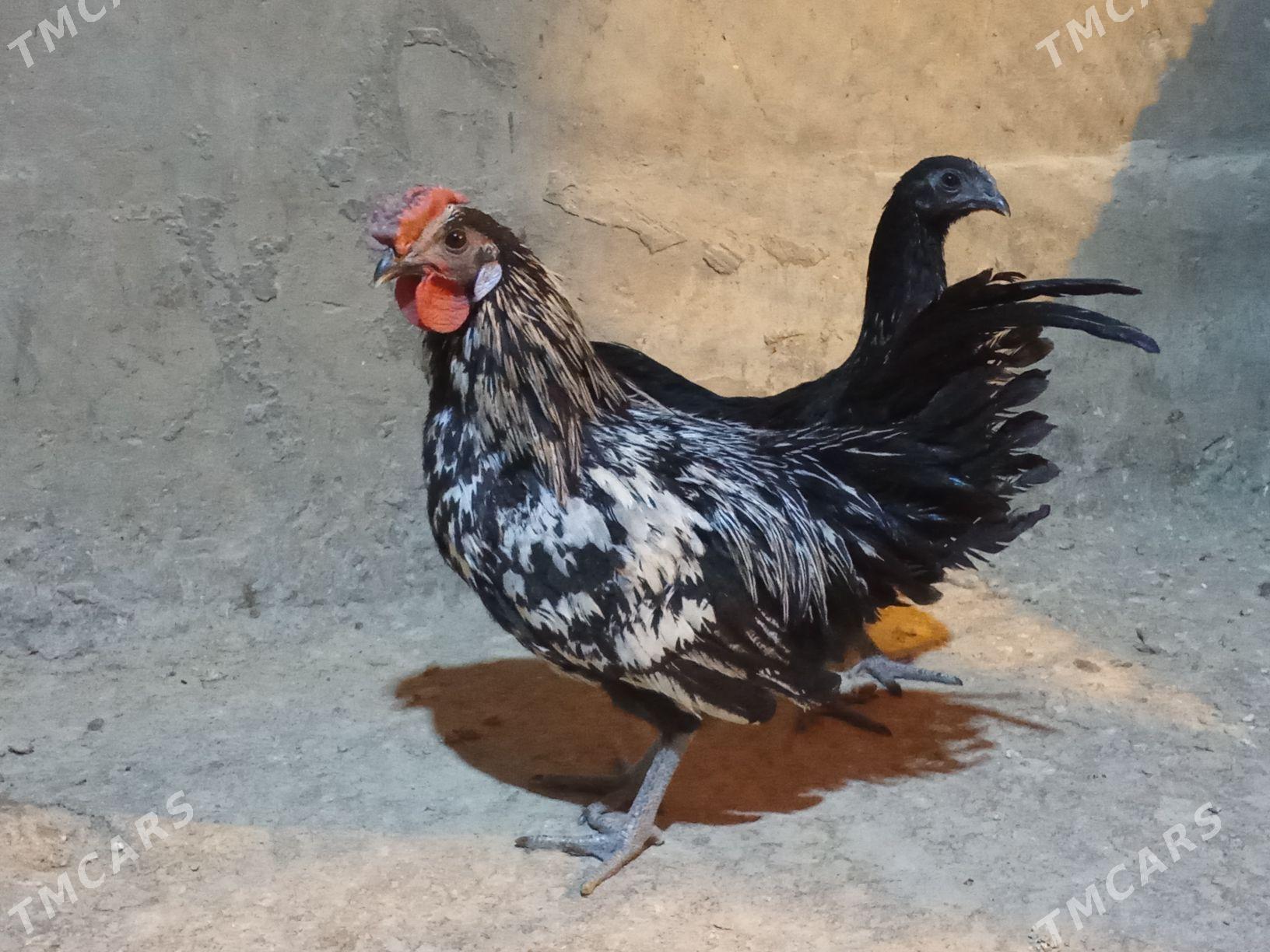 карлик - Багир - img 5