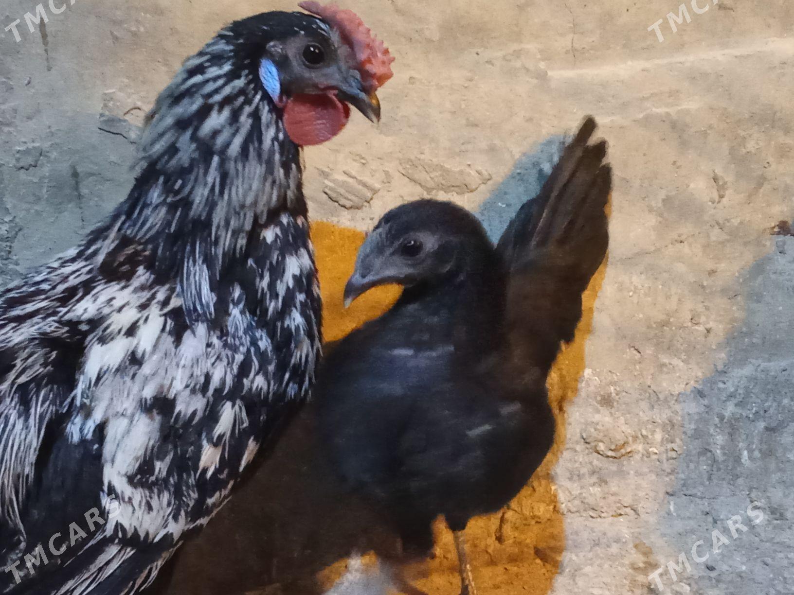 карлик - Bagyr - img 1