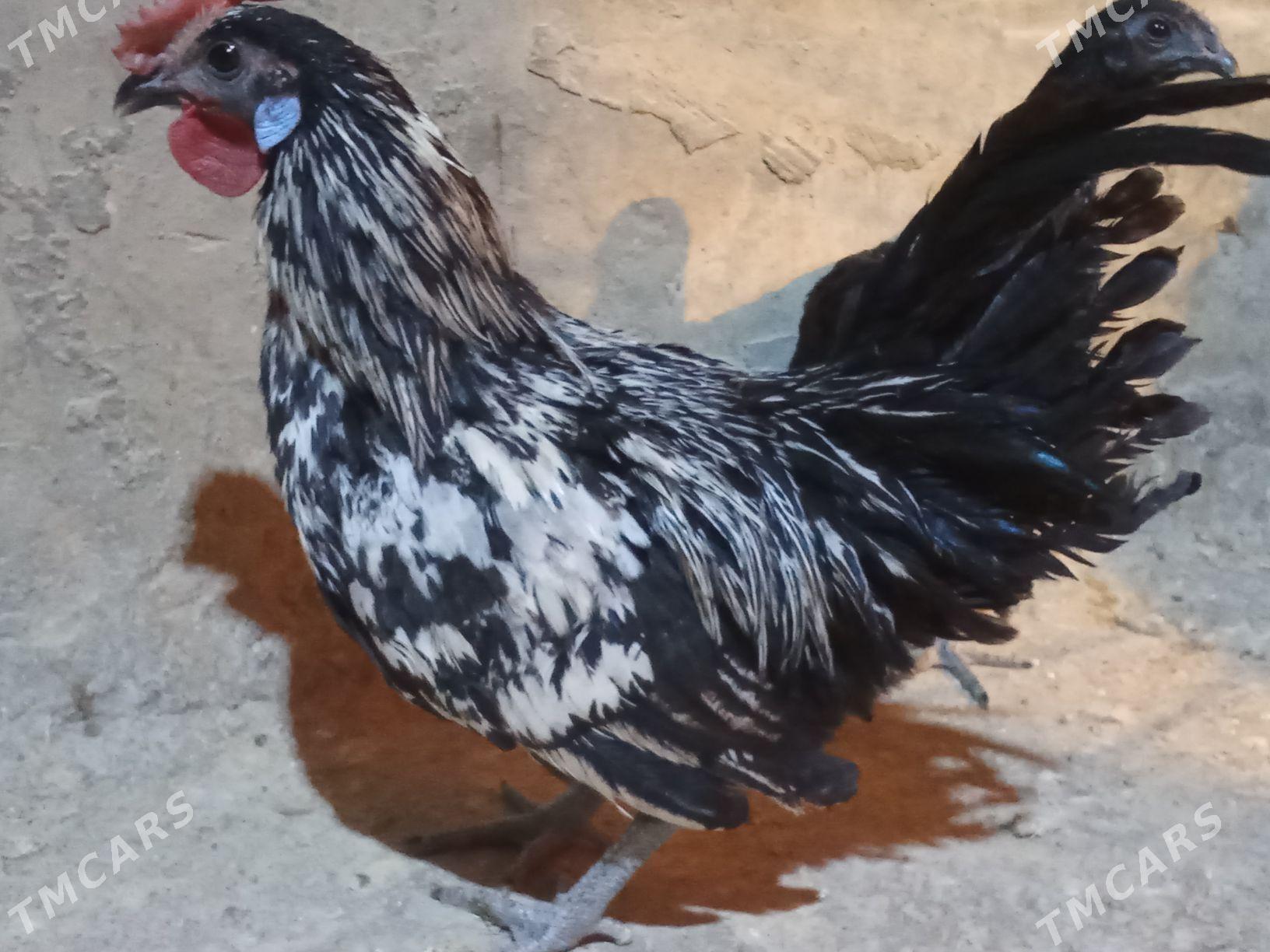 карлик - Багир - img 2