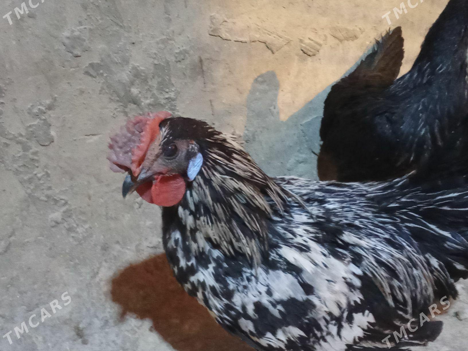 карлик - Багир - img 3