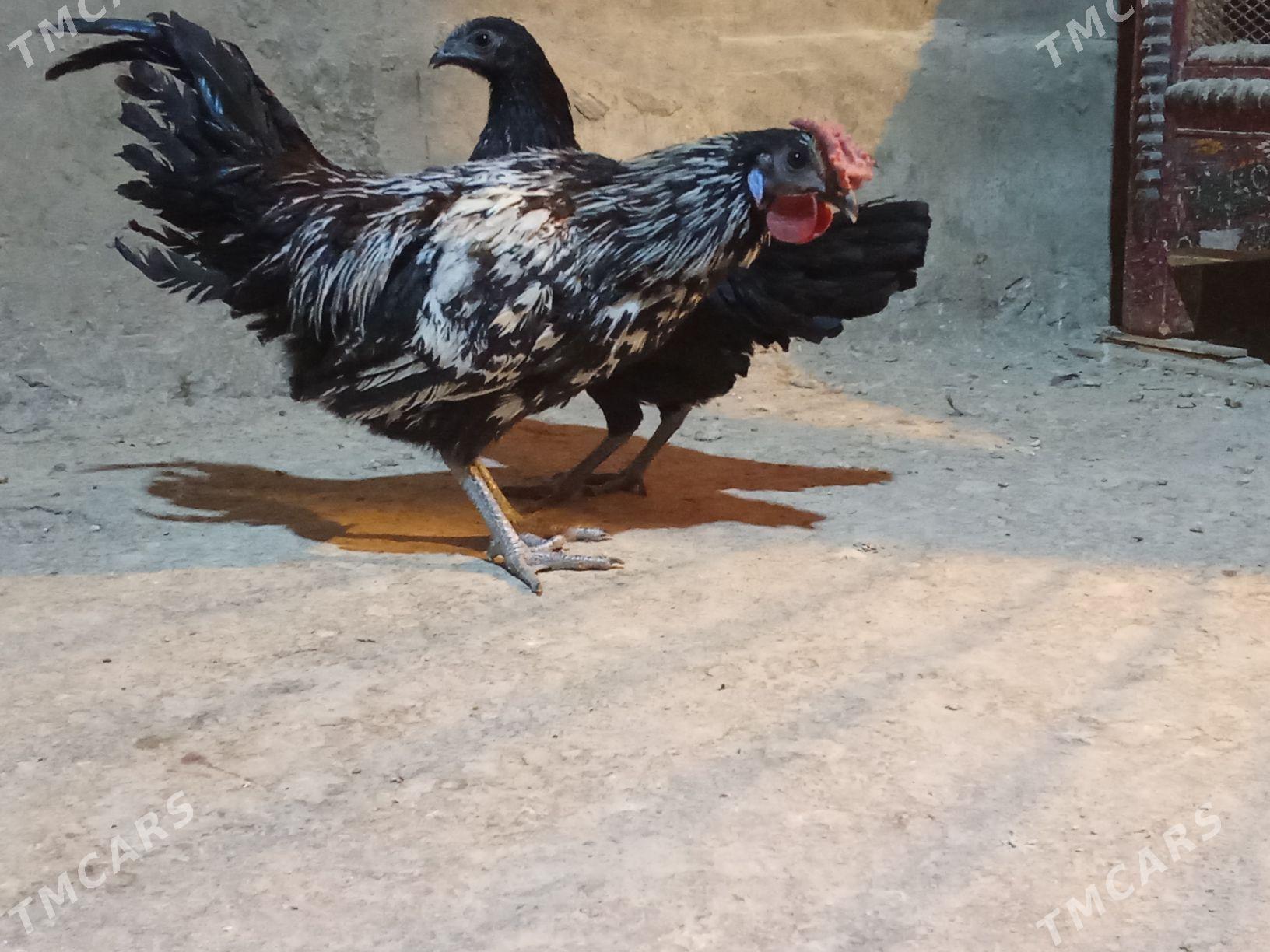 карлик - Багир - img 4