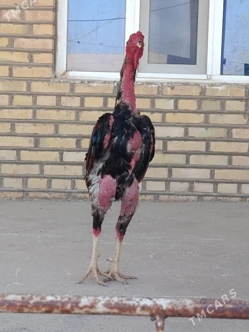 Baýes horoz - Tejen - img 2