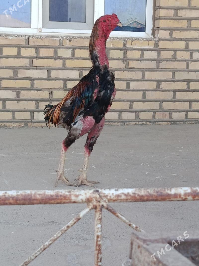 Baýes horoz - Tejen - img 3