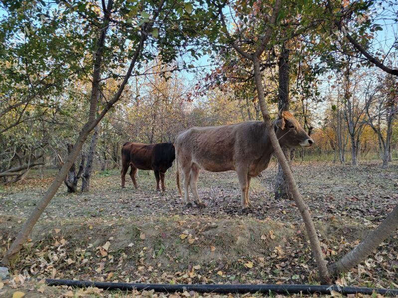 sygyr - Magtymguly - img 2