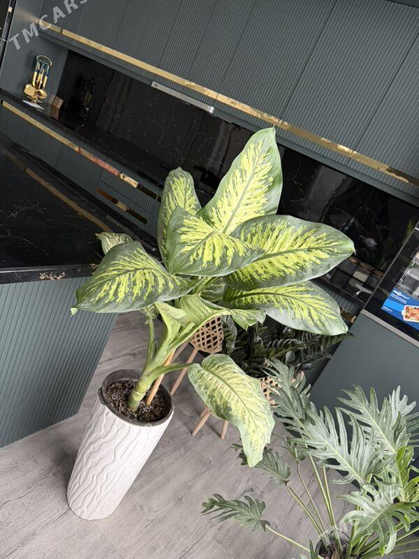 ЦВЕТЫ - Aşgabat - img 9