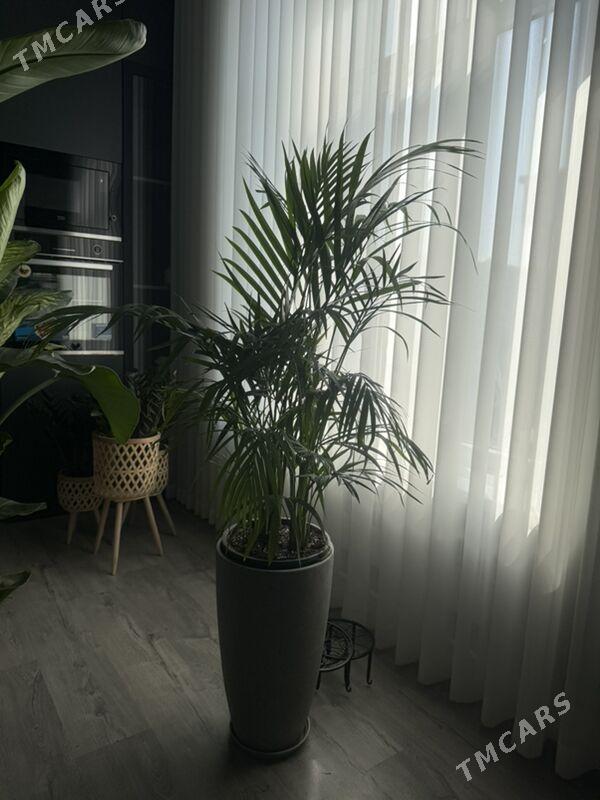 ЦВЕТЫ - Aşgabat - img 6