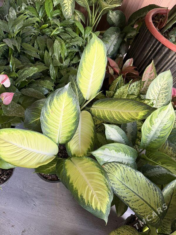 ЦВЕТЫ - Aşgabat - img 5