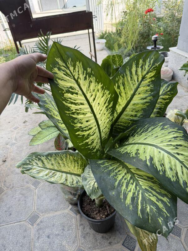 ЦВЕТЫ - Aşgabat - img 10