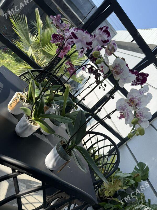 ЦВЕТЫ - Aşgabat - img 3