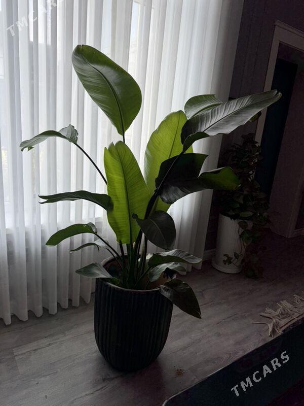 ЦВЕТЫ - Aşgabat - img 2