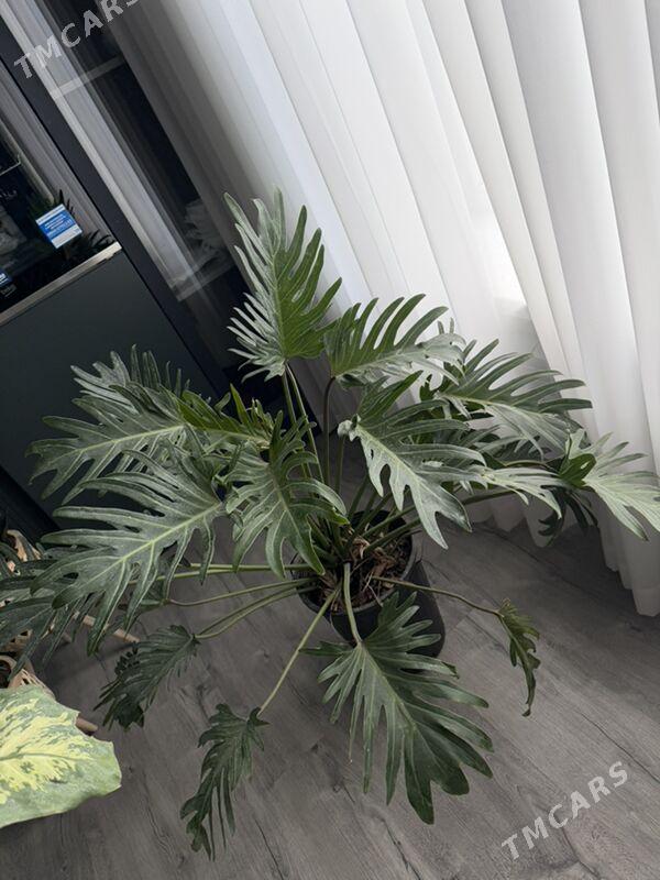 ЦВЕТЫ - Aşgabat - img 8