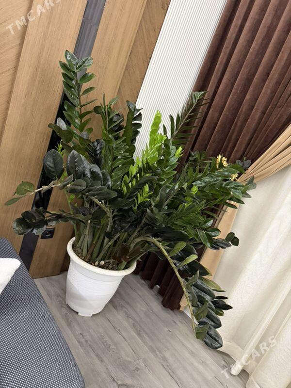 ЦВЕТЫ - Aşgabat - img 4