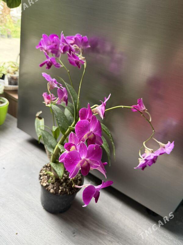 ЦВЕТЫ - Aşgabat - img 7