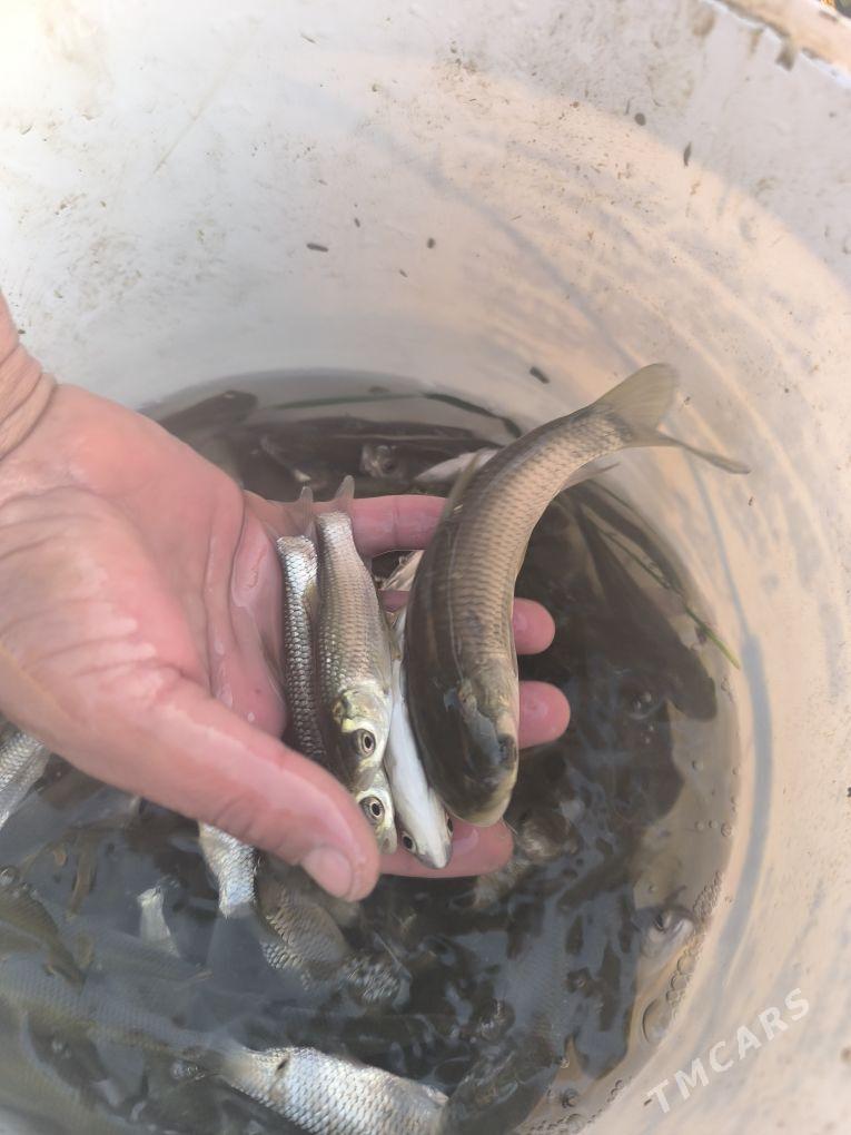 balyk - Ýaşlyk - img 2