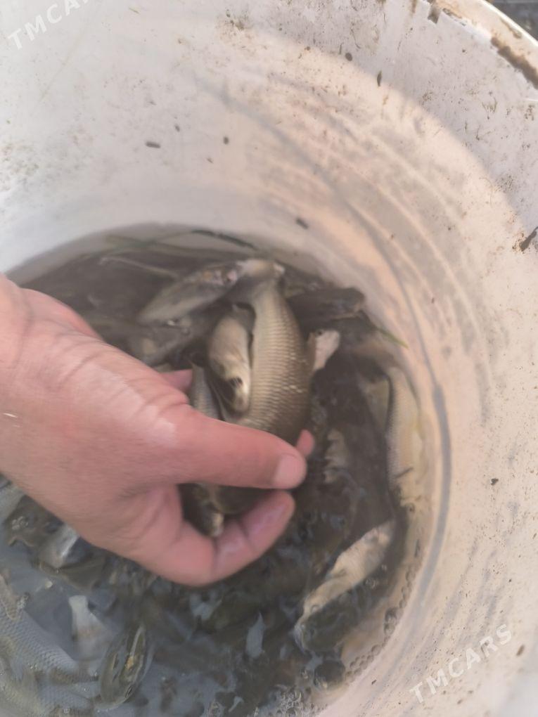 balyk - Ýaşlyk - img 3