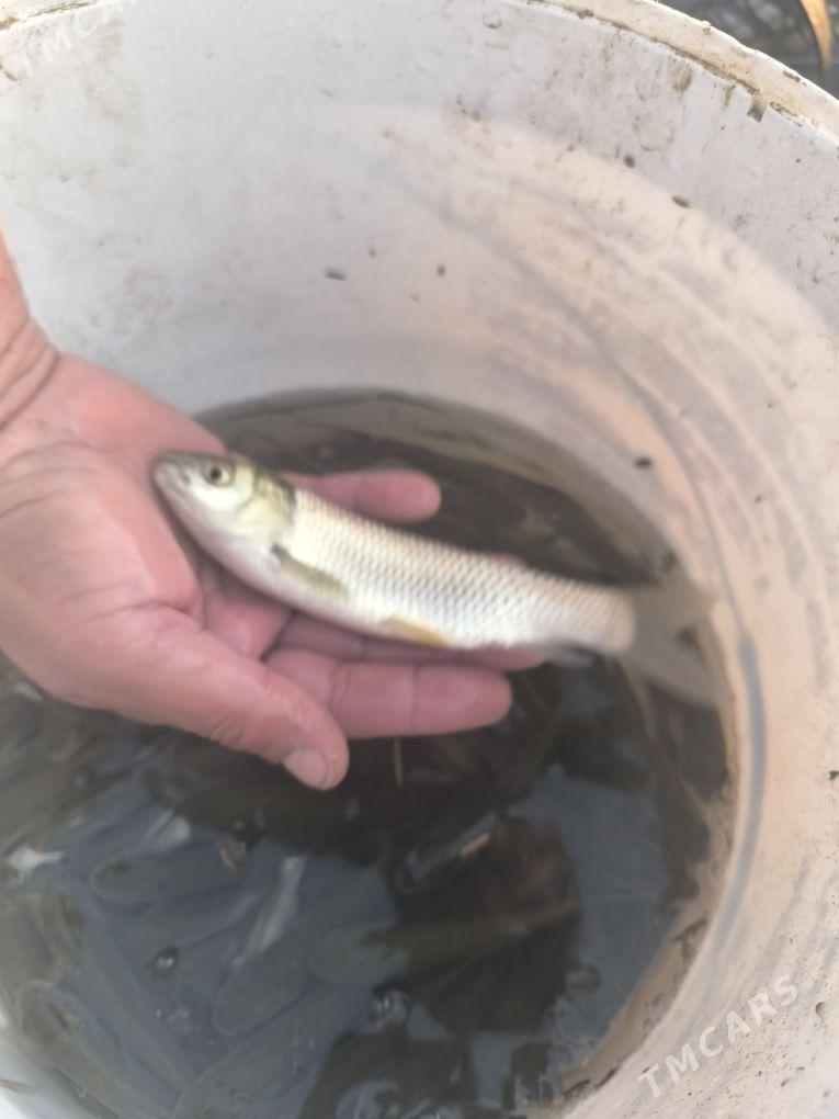 balyk - Ýaşlyk - img 1