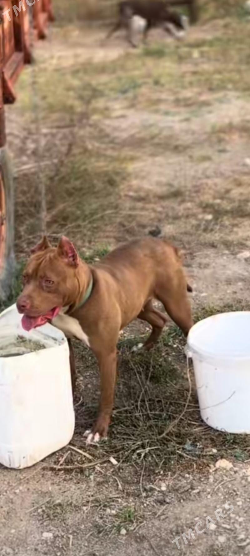 питбуль - Шабатский этрап - img 2