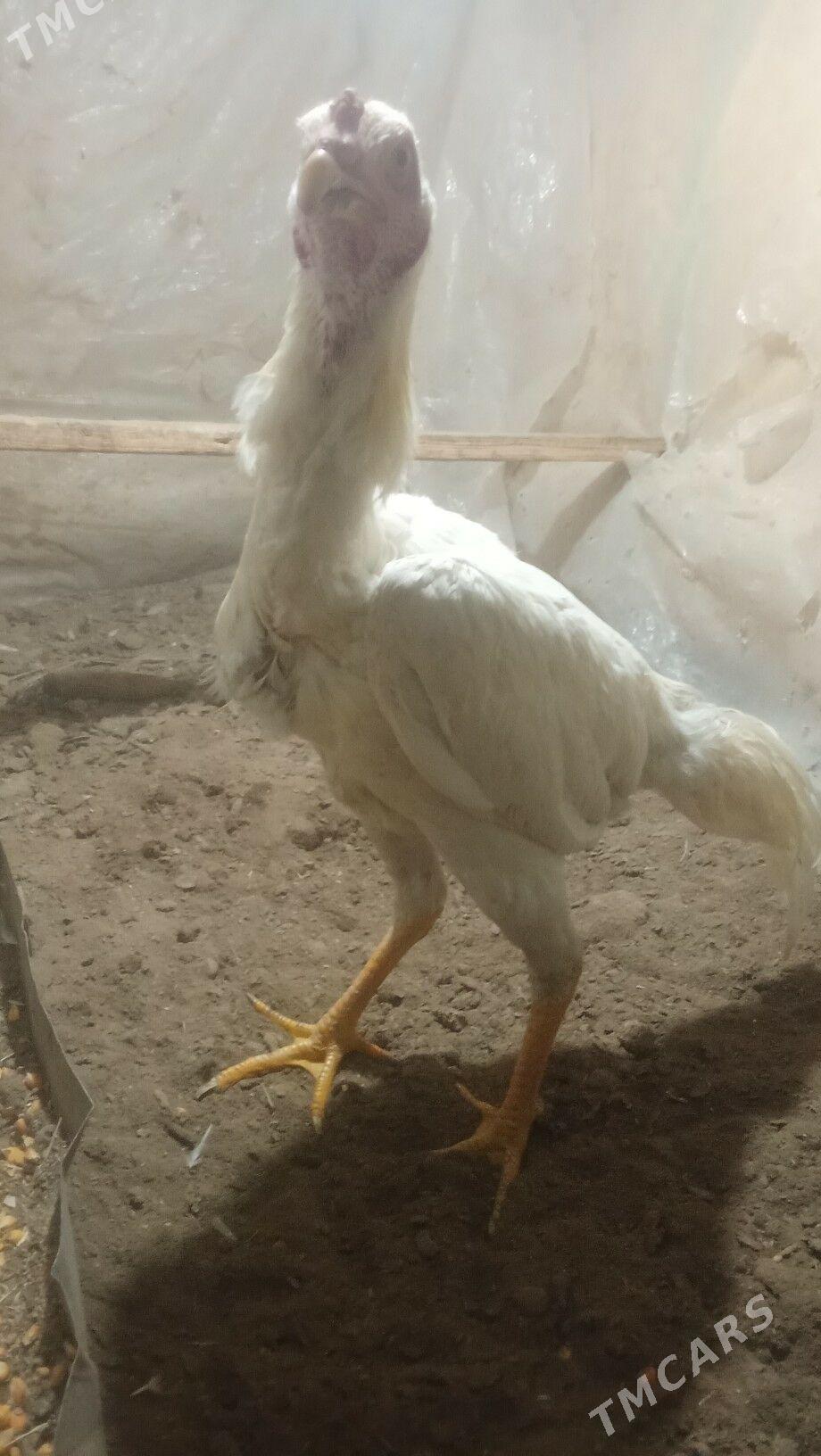 paroda horazlar - Mary - img 1