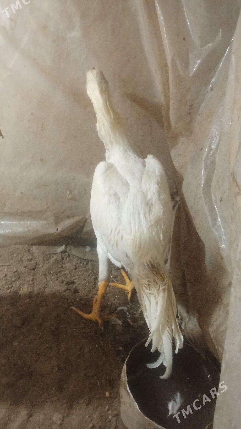 paroda horazlar - Mary - img 2