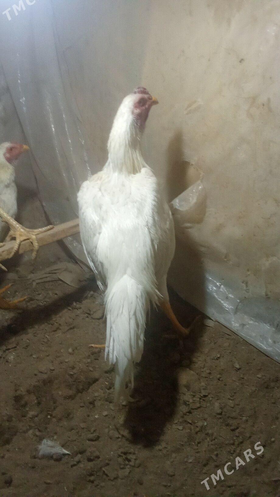 paroda horazlar - Mary - img 5